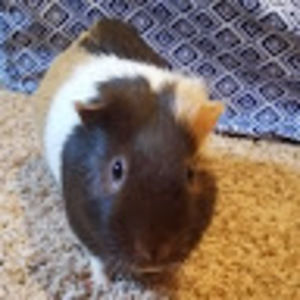 Meet your Posher, Abigail